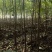【榉树苗】二年生榉树苗，高度1.5米～2米产地直供