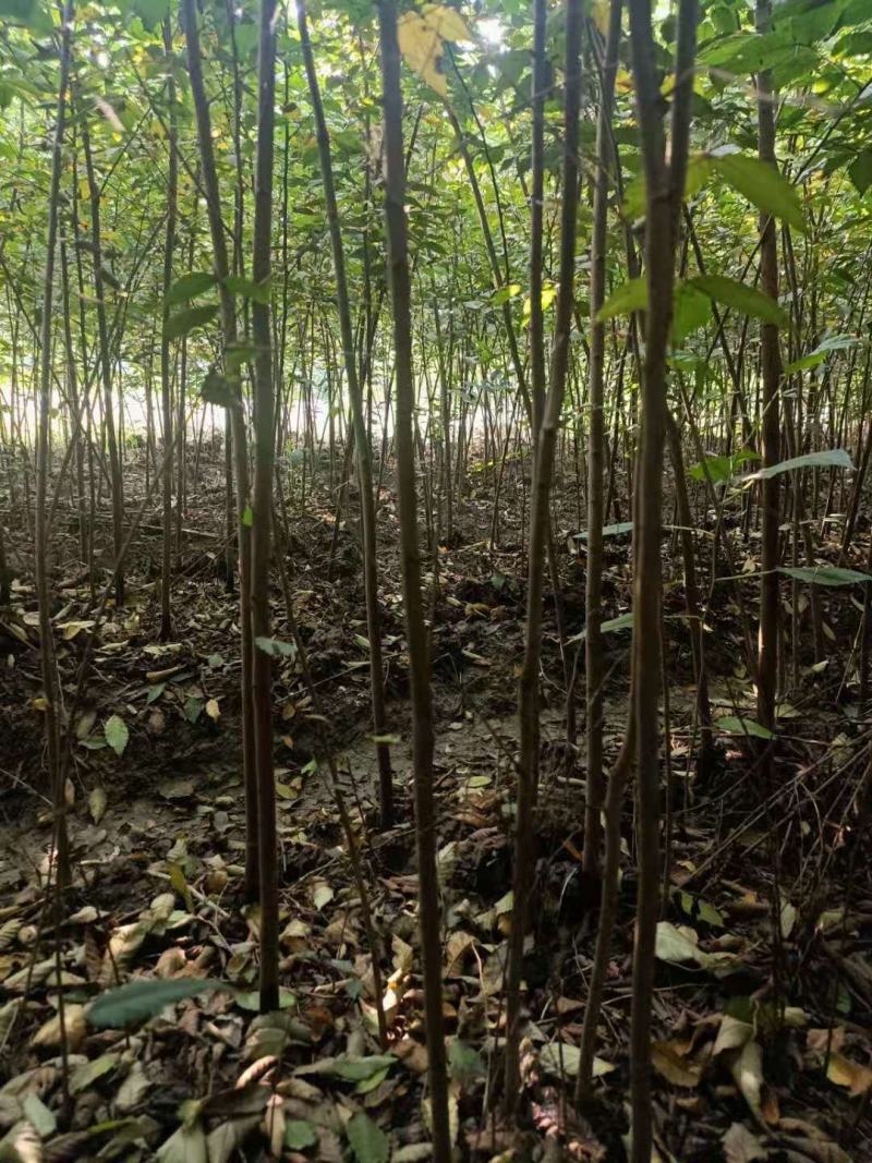 【榉树苗】二年生榉树苗，高度1.5米～2米产地直供