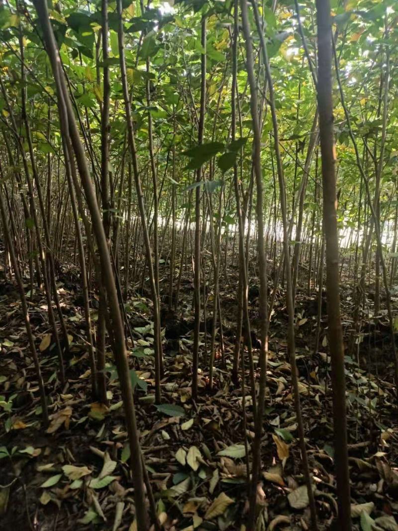 【榉树苗】二年生榉树苗，高度1.5米～2米产地直供
