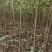 【榉树苗】二年生榉树苗，高度1.5米～2米产地直供
