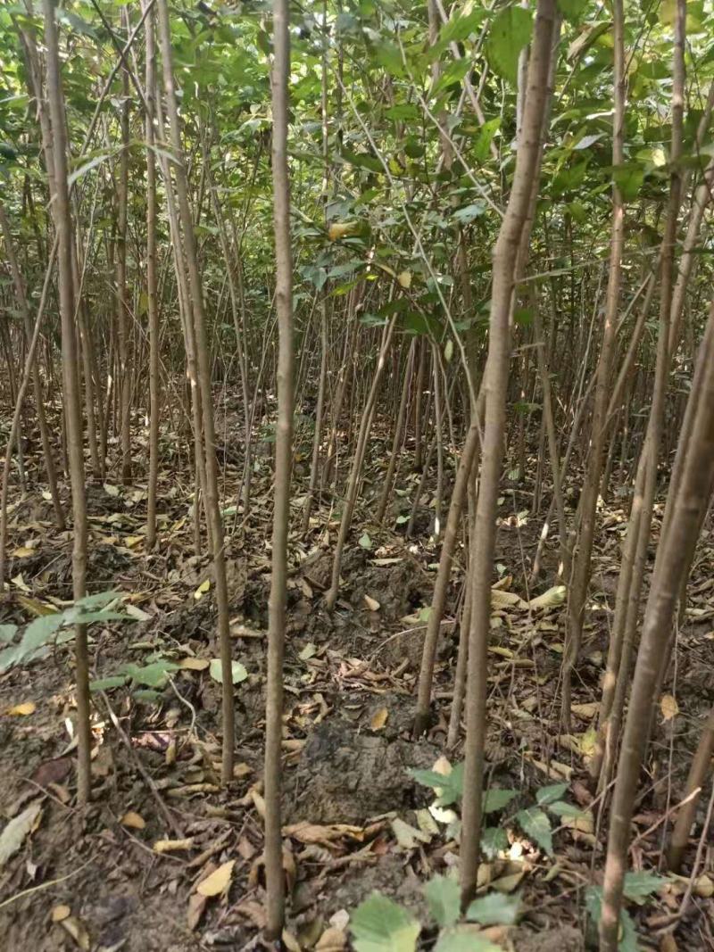 【榉树苗】二年生榉树苗，高度1.5米～2米产地直供