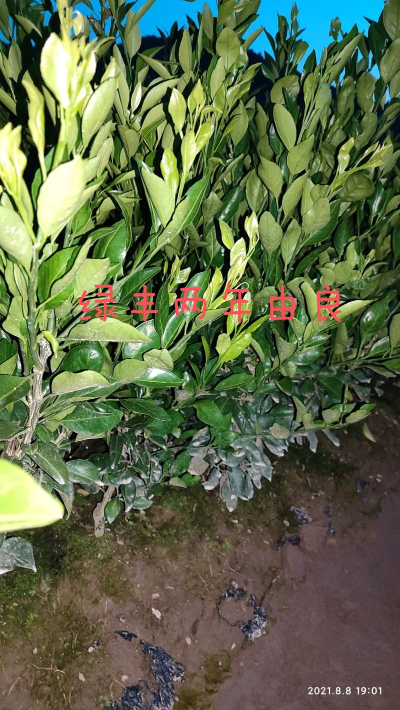 浙江宁海正宗由良蜜桔苗早熟蜜桔温州蜜桔有检疫证各种规格
