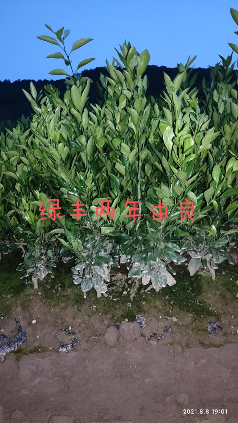 浙江宁海正宗由良蜜桔苗早熟蜜桔温州蜜桔有检疫证各种规格