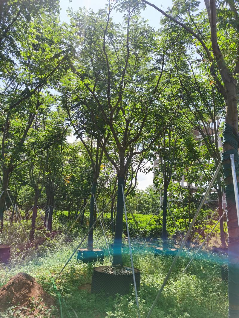 自家8-20分台湾栾树低价供应，量大价优！低价供应自家