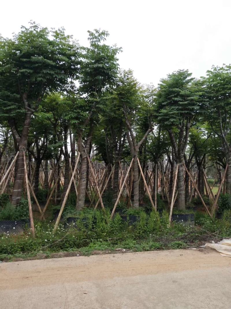 自家8-20分台湾栾树低价供应，量大价优！低价供应自家