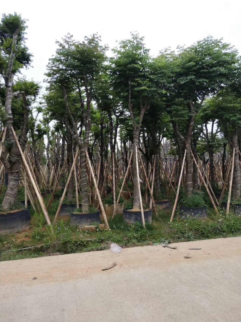 自家8-20分台湾栾树低价供应，量大价优！低价供应自家