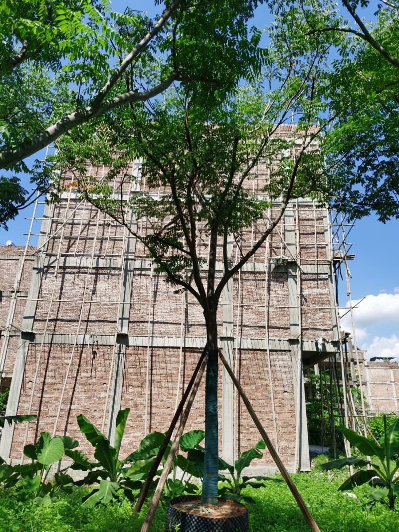 自家8-20分台湾栾树低价供应，量大价优！低价供应自家