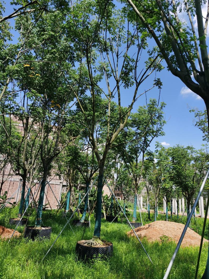 自家8-20分台湾栾树低价供应，量大价优！低价供应自家