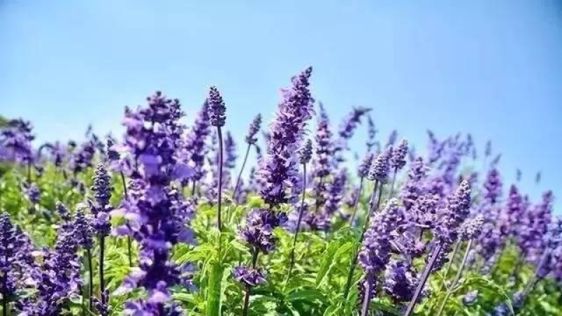 宿根鼠尾草种子蓝色多年生一串蓝种子蓝花鼠尾草四季播种耐寒