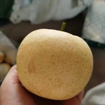 【推荐】优质富硒皇冠梨大量上市中可视频