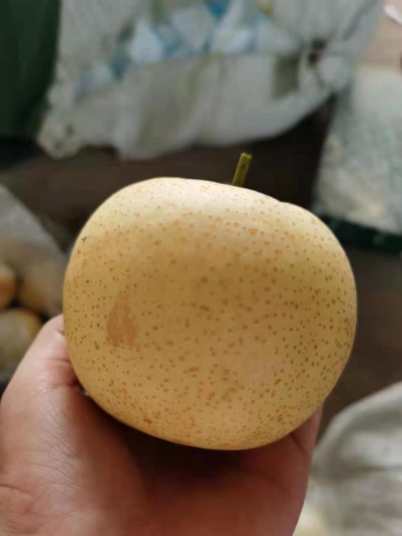 【推荐】优质富硒皇冠梨大量上市中可视频