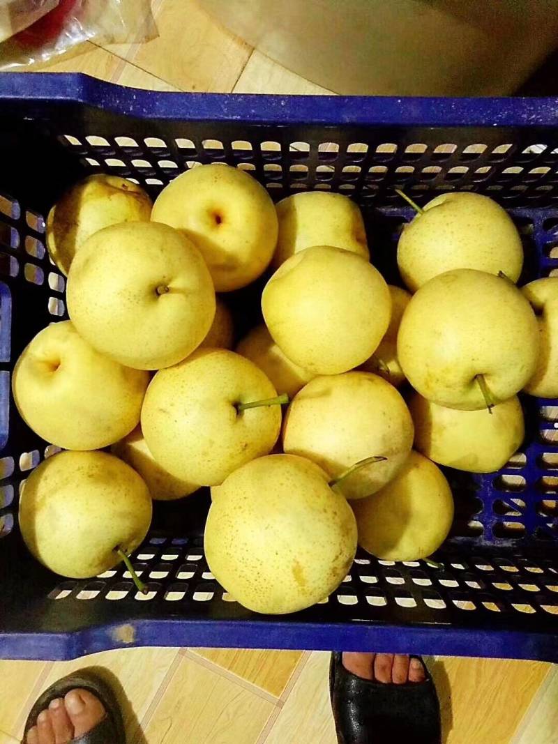 【推荐】优质富硒皇冠梨大量上市中可视频