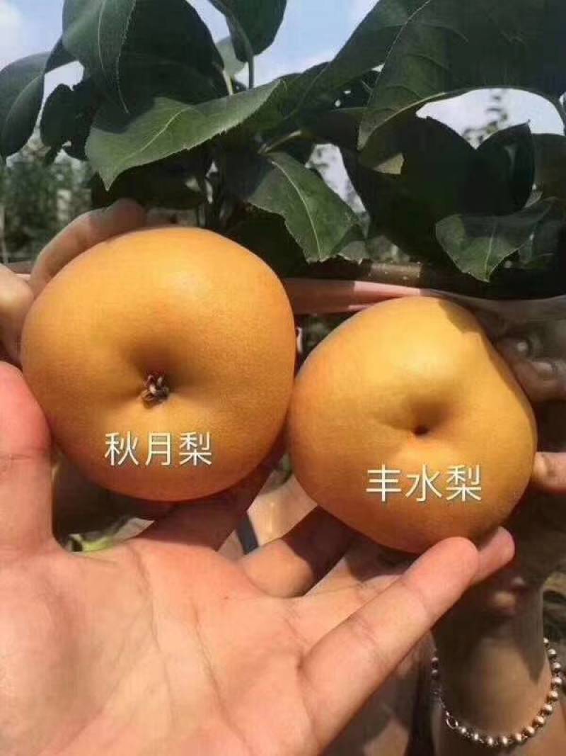 【强烈推荐】超赞口碑富硒秋月梨可视频