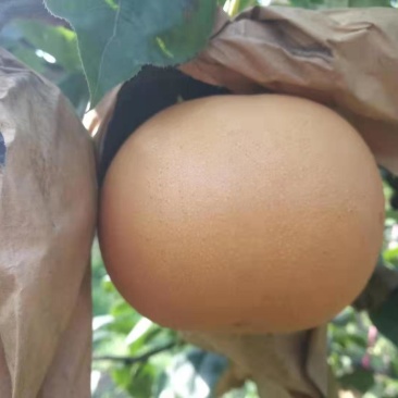 【强烈推荐】超赞口碑富硒秋月梨可视频