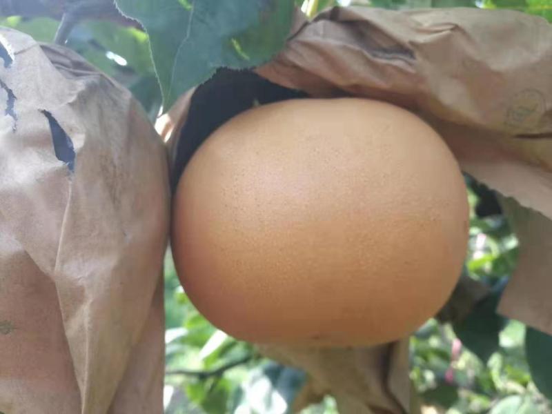 【强烈推荐】超赞口碑富硒秋月梨可视频
