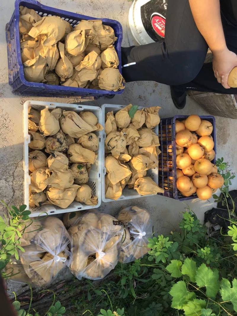 【强烈推荐】超赞口碑富硒秋月梨可视频