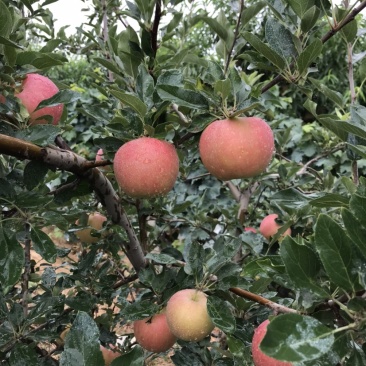 烟台栖霞普通光果嘎啦苹果