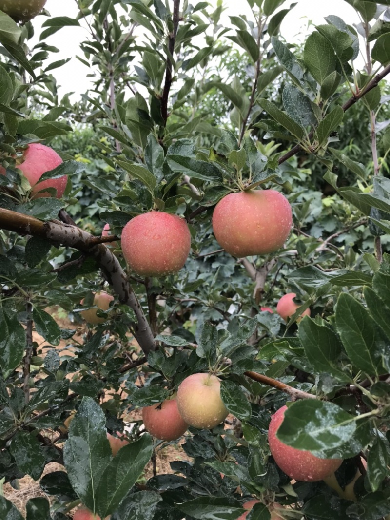 烟台栖霞普通光果嘎啦苹果