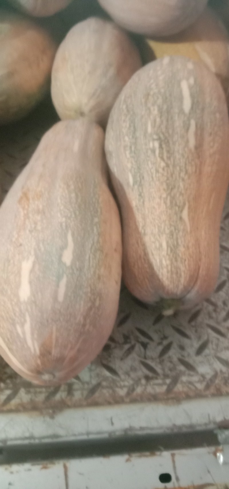 南瓜