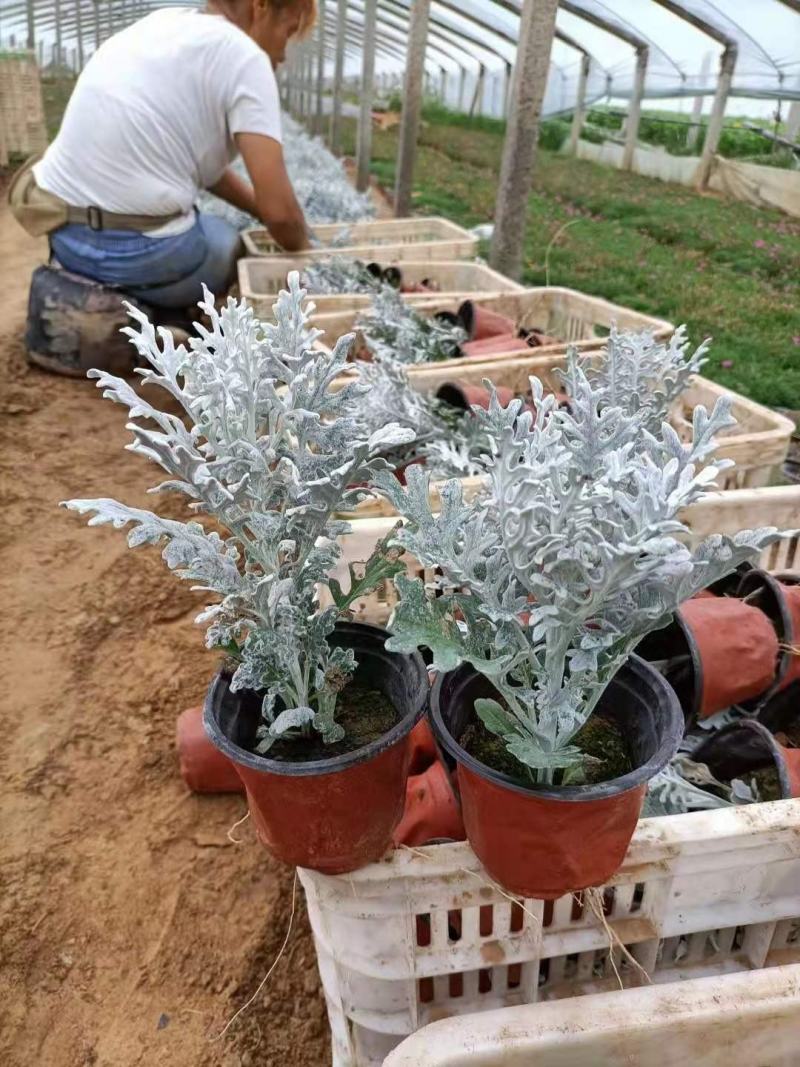 银叶菊，一手货源，大量有货，基地直发，山东青州