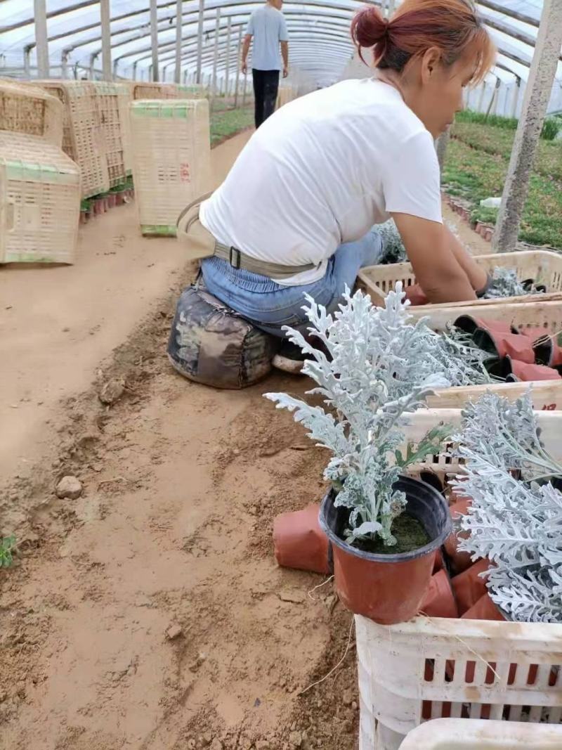 银叶菊，一手货源，大量有货，基地直发，山东青州