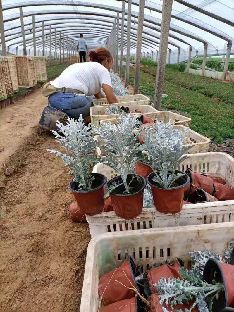 银叶菊，一手货源，大量有货，基地直发，山东青州