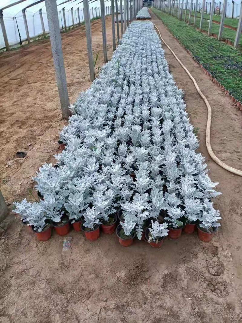 银叶菊，一手货源，大量有货，基地直发，山东青州