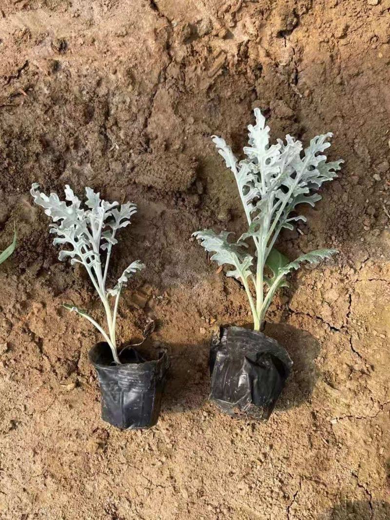 银叶菊，一手货源，大量有货，基地直发，山东青州