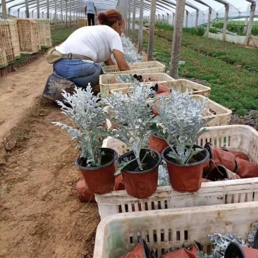 精品银叶菊，银叶菊基地自产自销，常年有货，基地自产自销