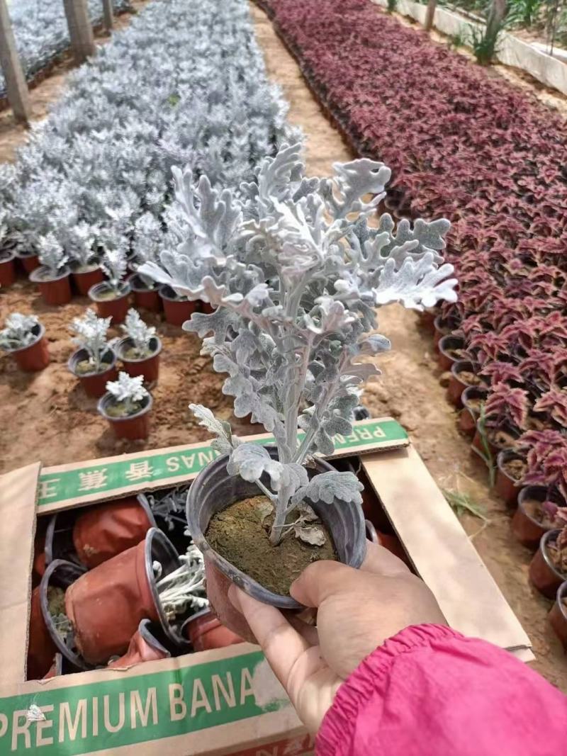 精品银叶菊，银叶菊基地自产自销，常年有货，基地自产自销