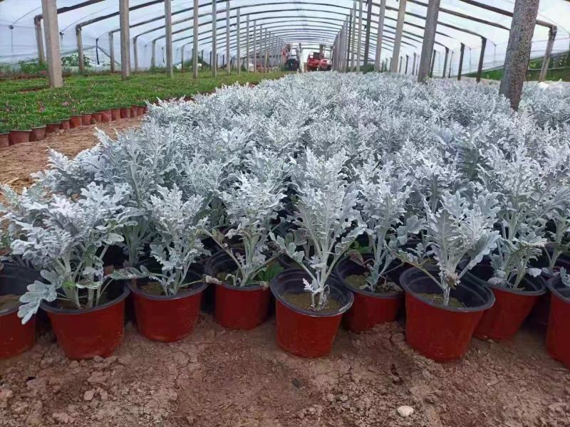 精品银叶菊，银叶菊基地自产自销，常年有货，基地自产自销