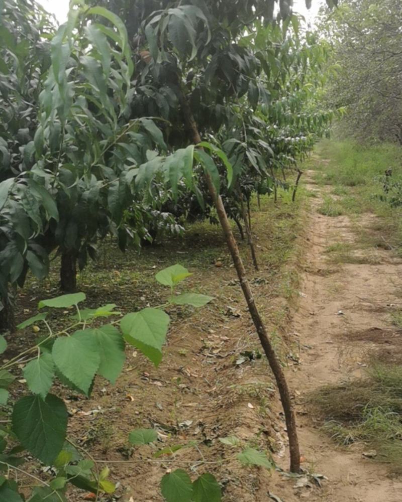 无农药，不浇水，有机，大人小孩吃着安心，不甜包退