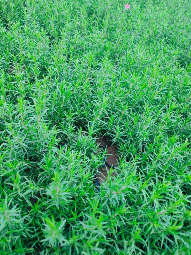 精品丛生福禄考产地批发可以视频看货诚信经营欢迎咨询