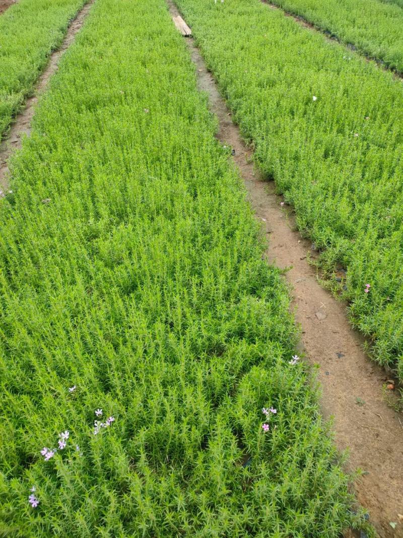 精品丛生福禄考产地批发可以视频看货诚信经营欢迎咨询