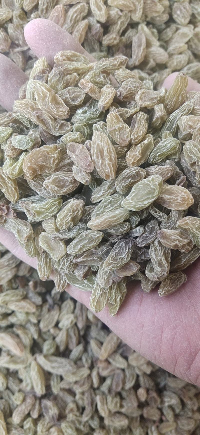 葡萄干产地直发绿宝石，树上黄绿葡萄干，