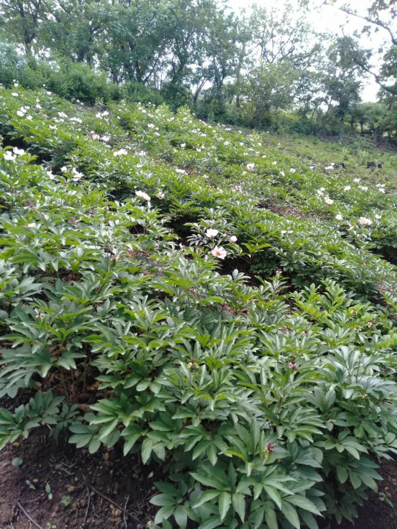 赤芍种子，野生赤芍，山地繁育