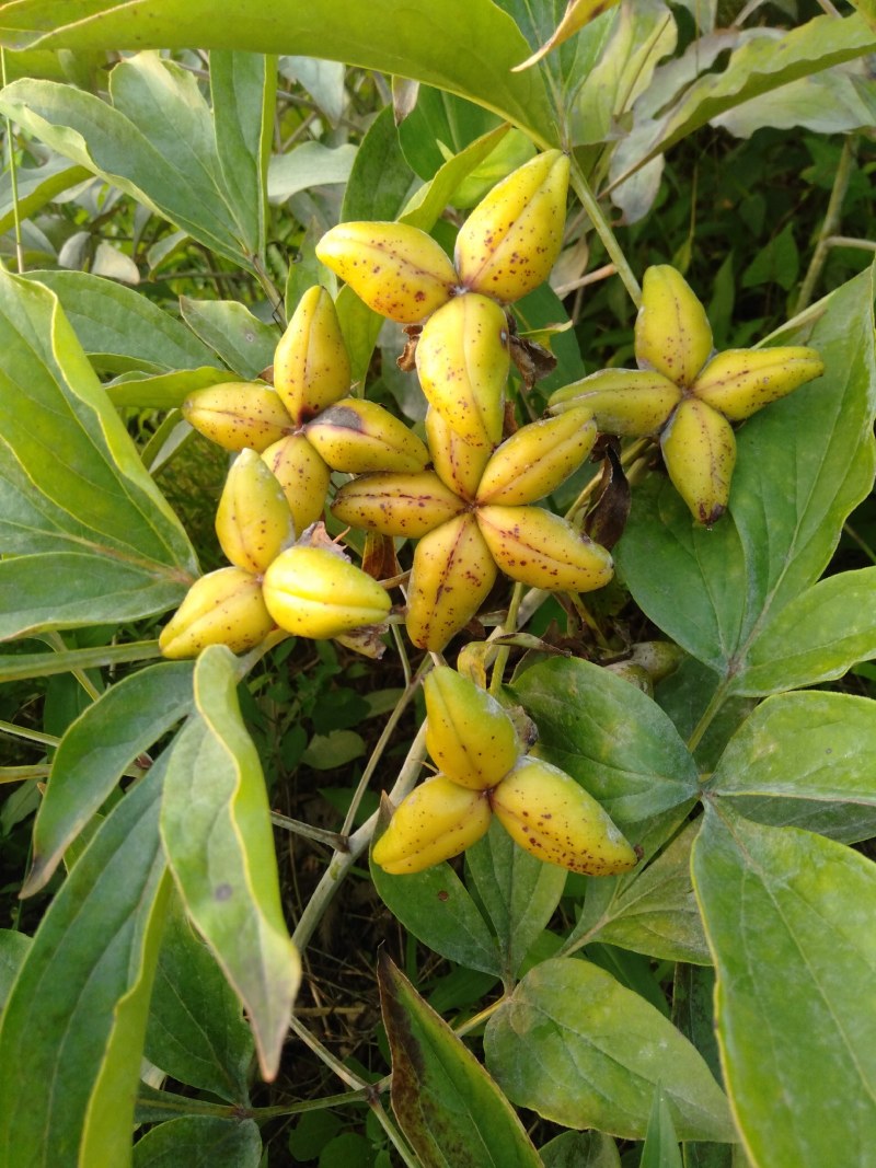 赤芍种子，野生赤芍，山地繁育