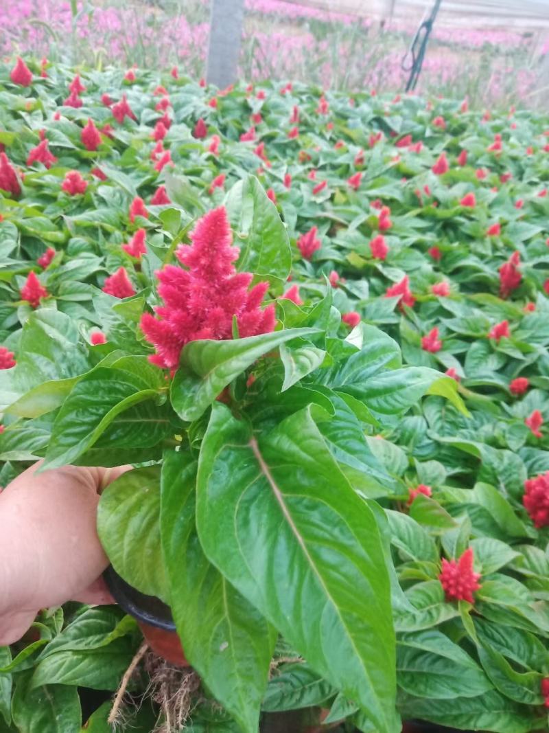精品世纪红一支笔（鸡冠花）绿叶红花，基地发货量大从优