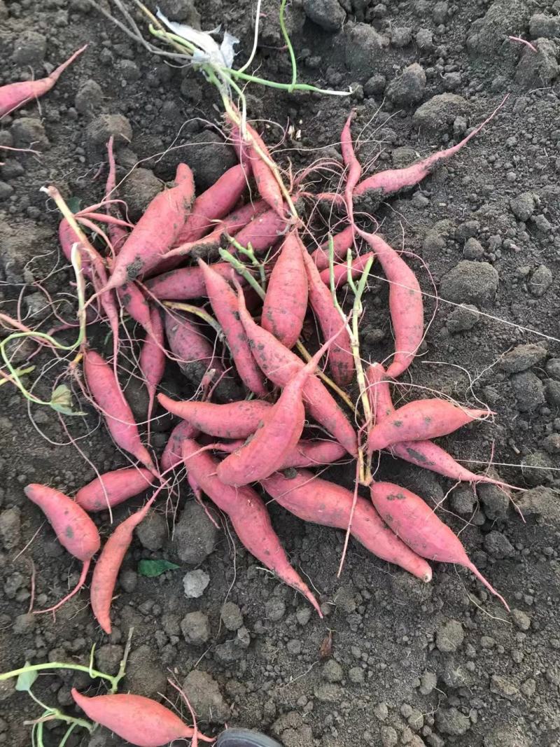 安徽泗县红薯粉丝山芋之乡提供老鸭粉丝汤淮南牛肉汤粉丝