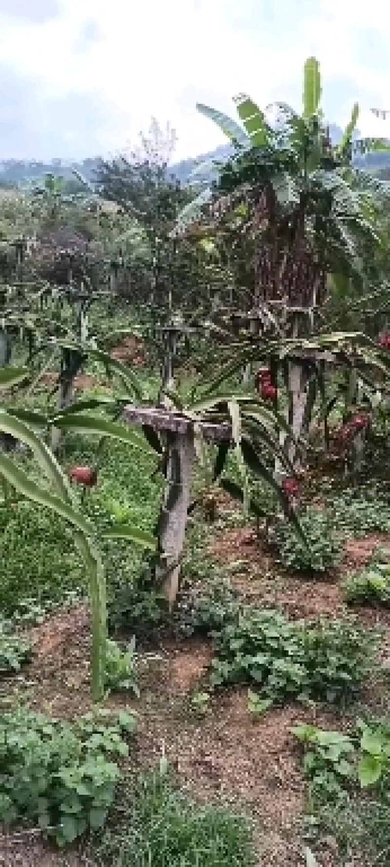 贵州安顺关岭红心火龙果市场货基地一手货源大量优先全国发货