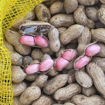【精选特卖】小白沙鲜花生颗粒饱满过筛可供超市市场