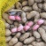 【精选特卖】小白沙鲜花生颗粒饱满过筛可供超市市场