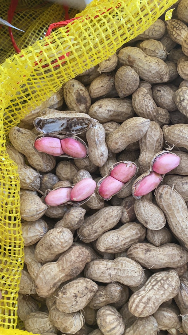 【精选特卖】小白沙鲜花生颗粒饱满过筛可供超市市场