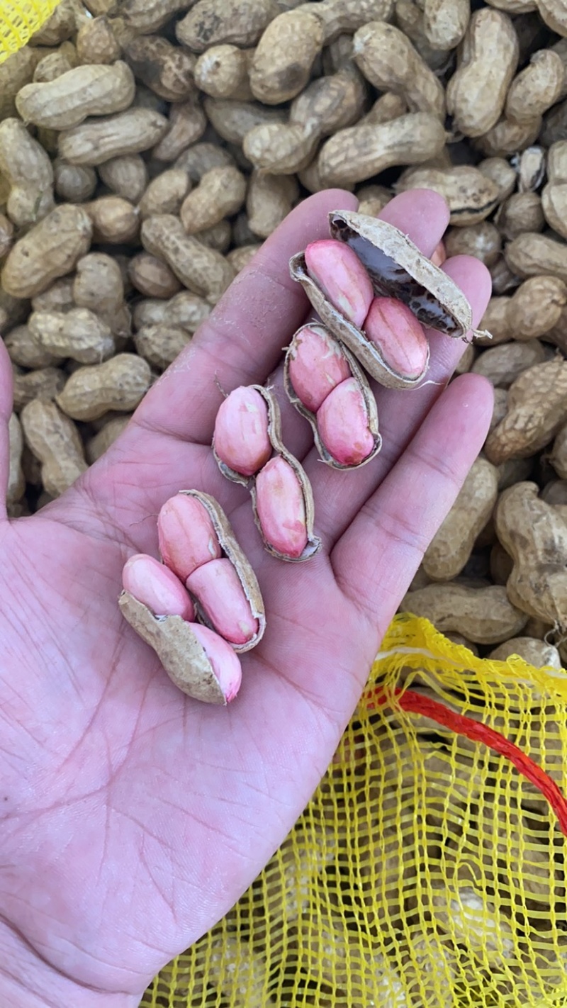 【精选特卖】小白沙鲜花生颗粒饱满过筛可供超市市场
