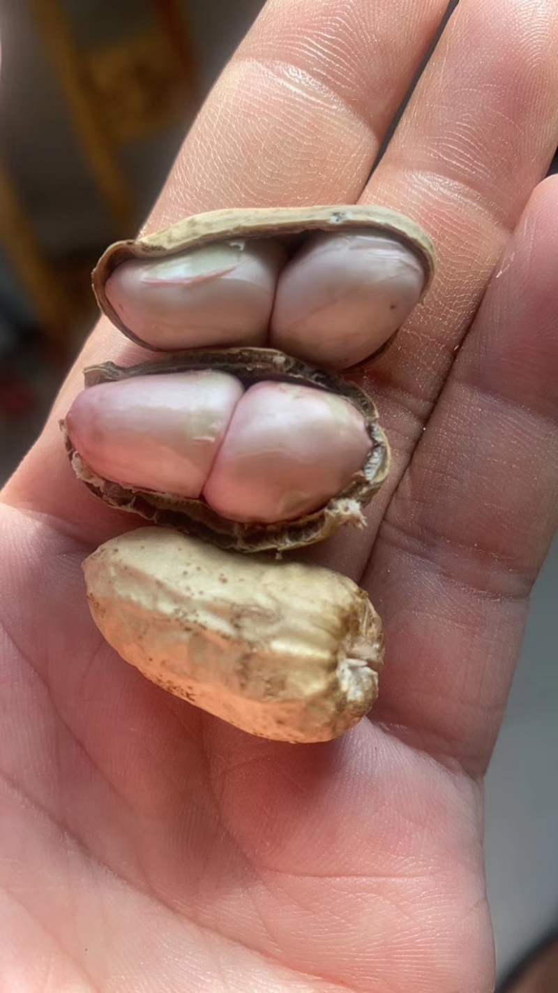 【精选特卖】小白沙鲜花生颗粒饱满过筛可供超市市场