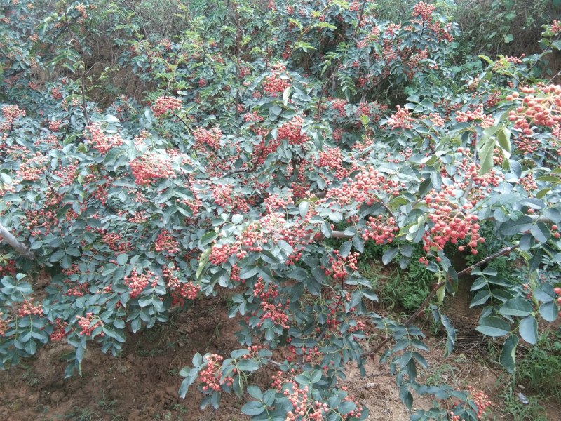 陕西澄城大红袍量大货优全国包邮欢迎老板洽谈采购