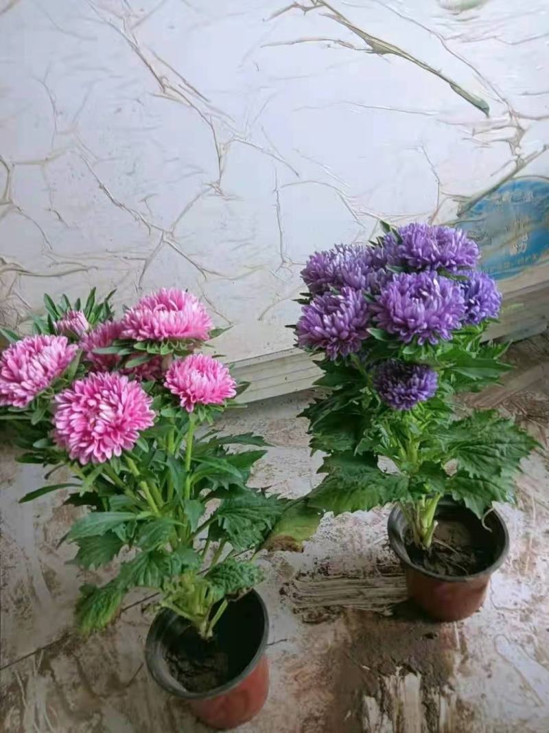 翠菊，花色齐全，一手货源，大量有货，基地直发