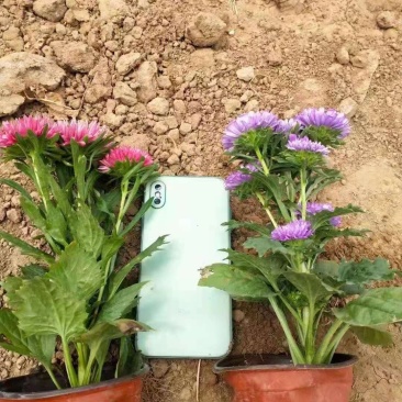 翠菊，花色齐全，一手货源，大量有货，基地直发