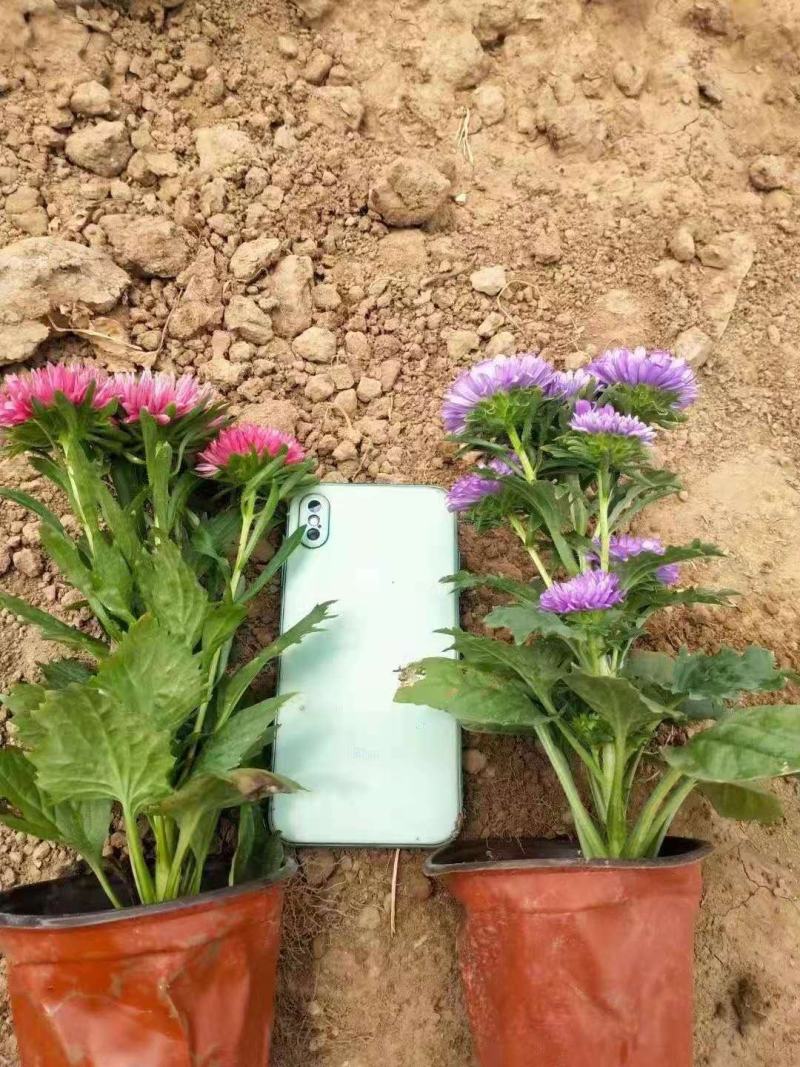 翠菊，花色齐全，一手货源，大量有货，基地直发