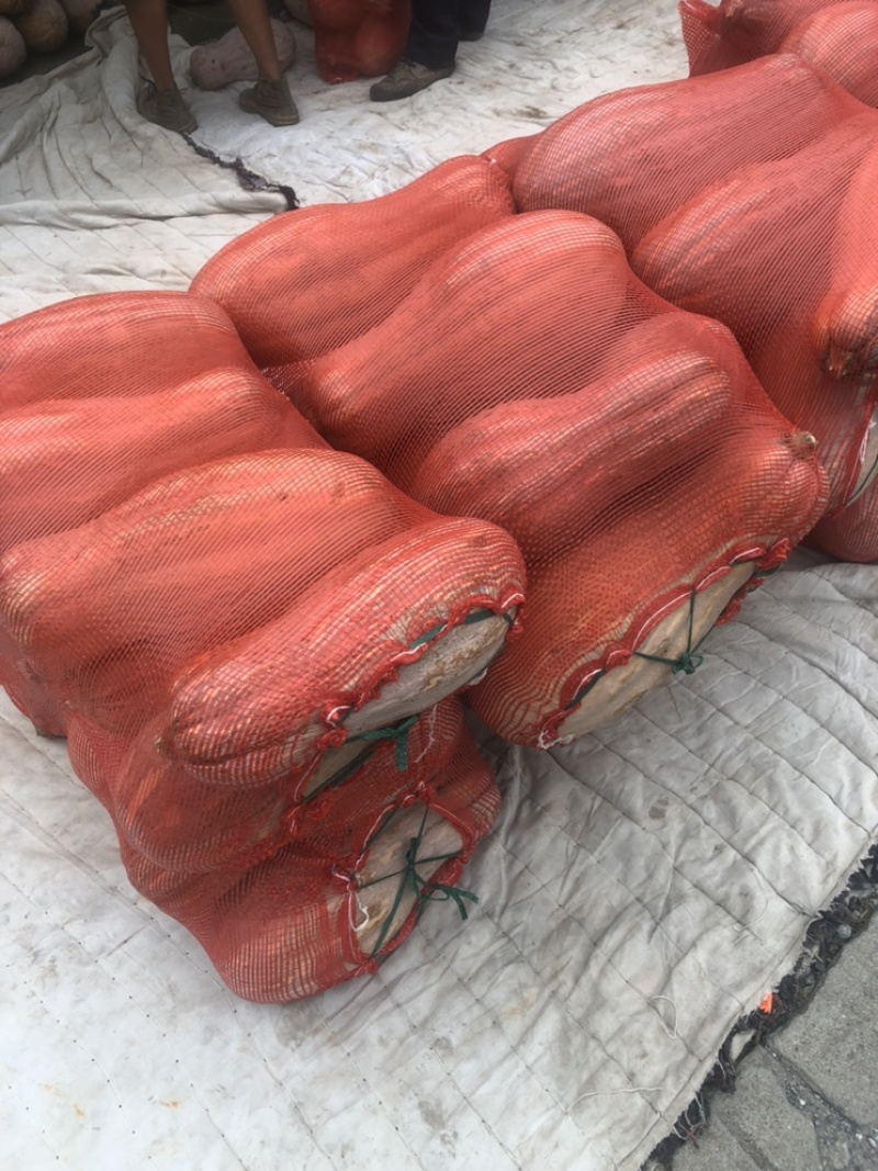 万亩蔬菜基地南通本地蜜本南瓜直发代、品相优良